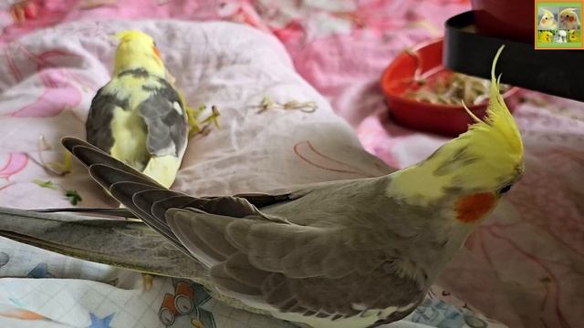 Funny Parrotszotti 168. Life of Cockatiels and budgies. Жизнь корелл и волнистых попугаев смотреть онлайн