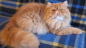 Рыжая кошка примета счастья