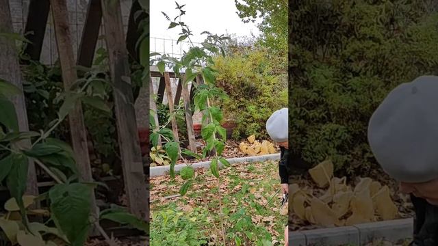 Укрытие для цветов, кустов на зиму, из чего сделать смотреть онлайн