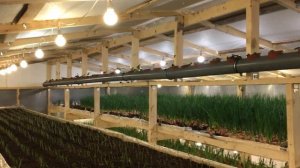 Клубника на гидропонике!! Много в цифрах! Сколько можно заработать на клубнике с 60 000 корней!!!