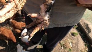 Как ухаживать за курами. Что нужно знать. Обработка курей