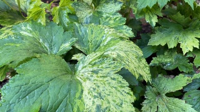 Corner Shade Garden Tour // Best plants for shade смотреть онлайн