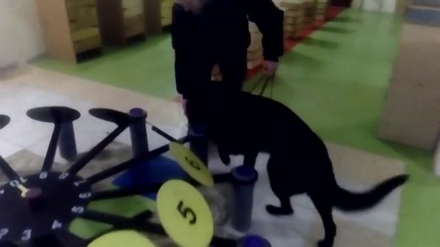 K-9 Best Detection SAMBA 009 смотреть онлайн