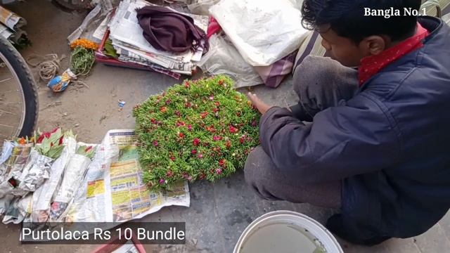 Galiff Street Flower Plants Market Tala Hat Bagbazar | Prices Of Verbena Calendula Snowball Ladybir смотреть онлайн