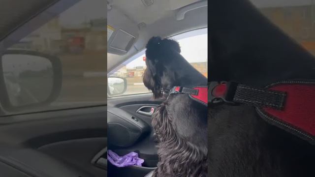 Ричи объясняет ПДД #ризеншнауцер