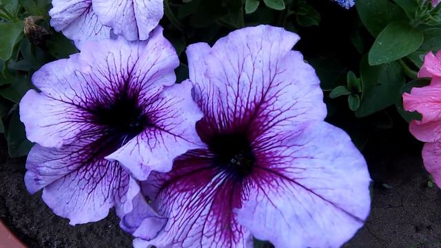 Green Spring123 - petunias смотреть онлайн