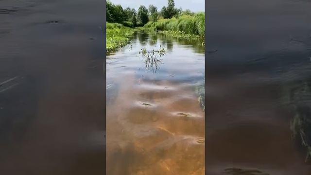 На реке. Природа. Красиво. Сочно, зелено. Лето. смотреть онлайн