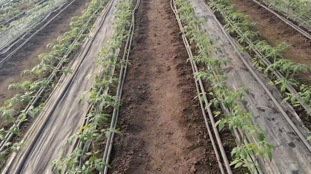 Мануса 02.03.2020 смотреть онлайн