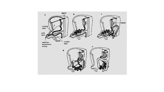 development of mid gut смотреть онлайн