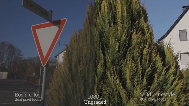 Canon 250d (sl3) vs Canon Eos R - image quality comparison смотреть онлайн