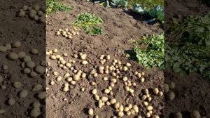 Картофель Колетте..mp4