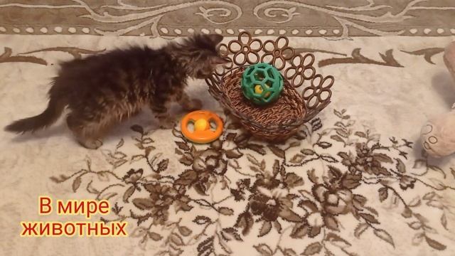 Котёнок Кузя и мышь! Вот это реакция.... Хищник... смотреть онлайн