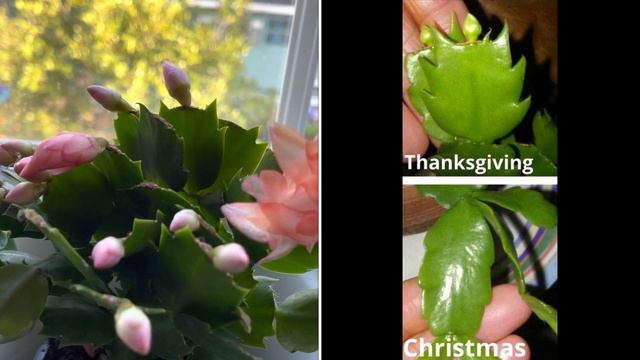 Christmas Cactus Or Thanksgiving Cactus | How To Tell The Difference 🧐🌵 (Pls Watch In 720p)