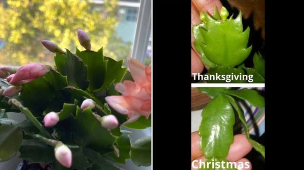 Christmas Cactus or Thanksgiving cactus | How to Tell the Difference 🧐🌵 (Pls watch in 720p)