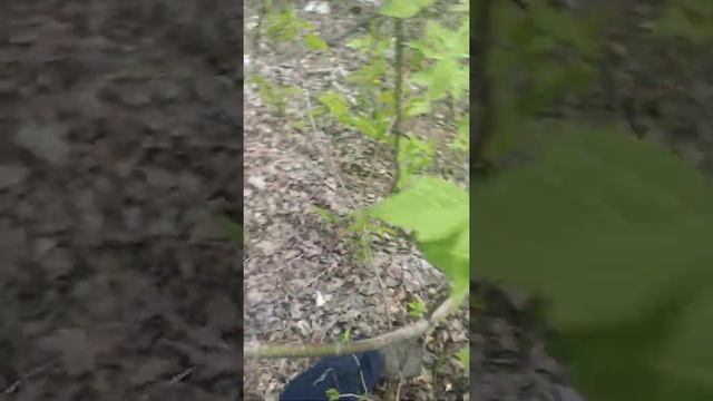 2 In 1 Skoda Rapid R14; Renault Logan; Sandero R15