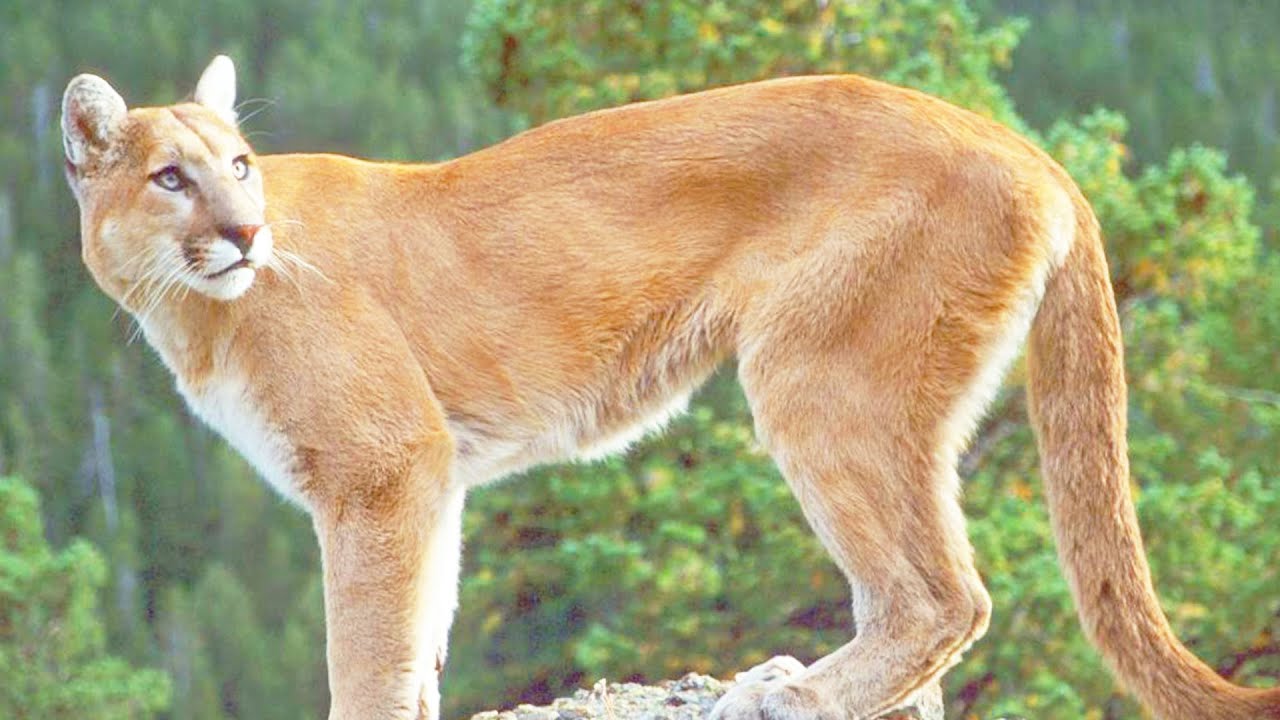 Пума. Интересные факты про животных смотреть онлайн