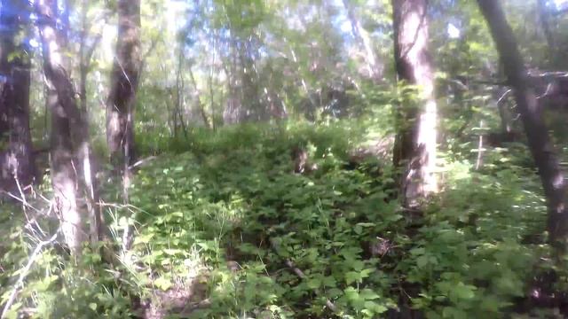 Рыбалка.Красная смородина-кислица,Селеук.Башкирия.2017июнь. смотреть онлайн