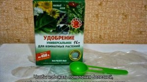 Почему не цветет Чубушник, плохой рост