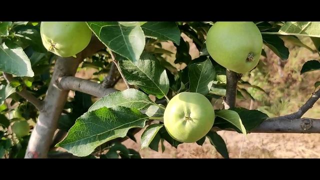 Red chief fruits developed on seedling plant in may month@thehimachalapples7740 смотреть онлайн