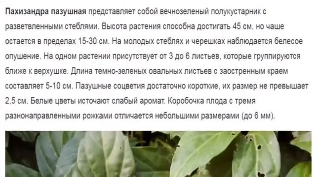 Пахизандра Цветы для дома и сада смотреть онлайн