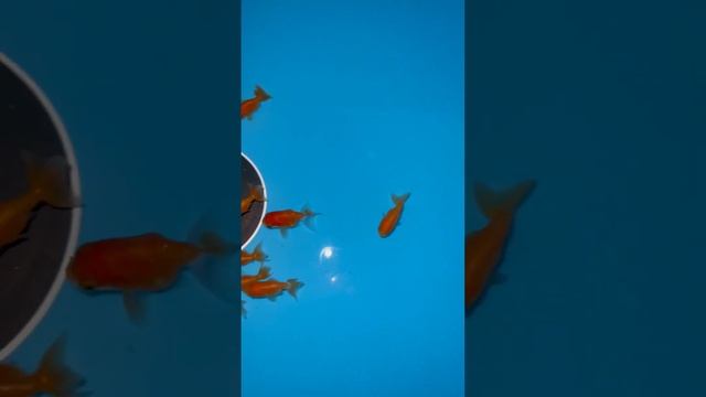 Ранчу красно-белый 3.5-4см. смотреть онлайн