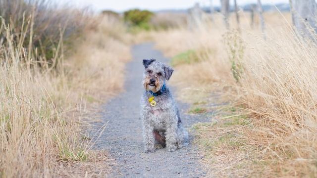 Schnoodle - TOP 10 Interesting Facts смотреть онлайн