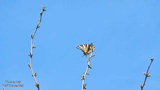 Бабочка, весна, пение птиц... смотреть онлайн