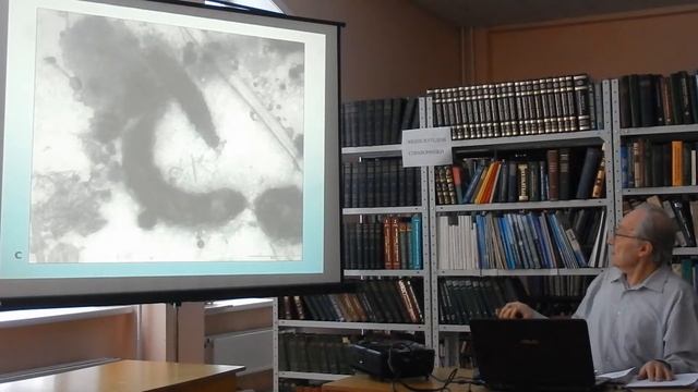 Бактериофаги в водных экосистемах – новое трофическое звено (Лимнологический институт СО РАН) смотреть онлайн