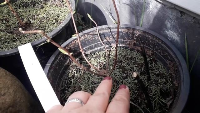 ГОРТЕНЗИИ. Мой опыт. Часть 2/КОГДА И КАК САЖАТЬ/ смотреть онлайн