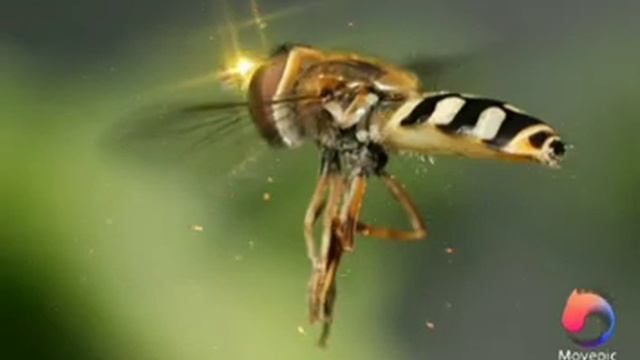 ?Почему МУХИ садятся на Человека??