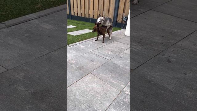 Chihuahua’s making love. смотреть онлайн