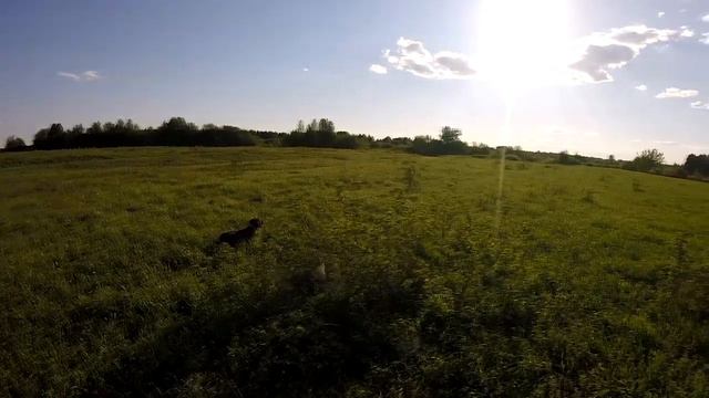 Дратхаар Валдан. Скопление дупеля. смотреть онлайн