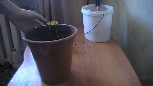 ЭКСПЕРИМЕНТ, ЗАПЛЕТАЕМ В КОСУ ФИНИКОВЫЕ ПАЛЬМЫ ИДЕЯ ДЛЯ ДОМАШНИХ РАСТЕНИЯ смотреть онлайн