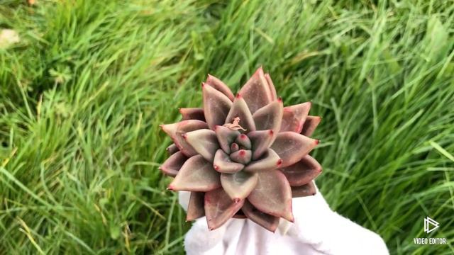 Echeveria Agavoides Shaikh смотреть онлайн