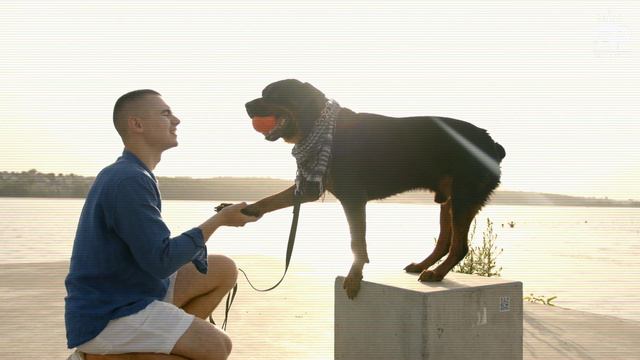 Rottweiler Vs Pitbull Terrier Dog: Rottweiler Dog Vs Pitbull Dog COMPARISON