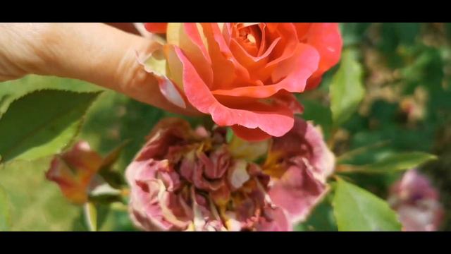ROSE 🌹 Nr. 47 @ PARIS CONCOURS DE BAGATELLE Most Famous French International New Roses Competition смотреть онлайн