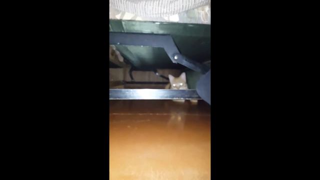 На меня напал кот!! (Жесть)!!! смотреть онлайн