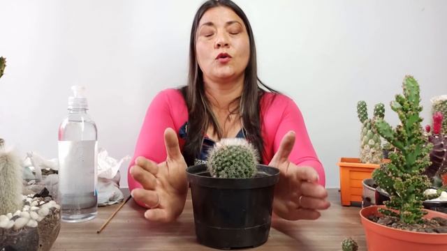 COMO CUIDAR CACTUS CORRECTAMENTE | JARDIN DE LA CHITA смотреть онлайн