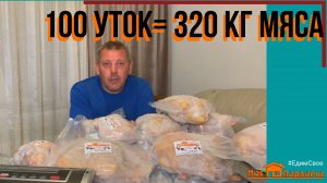 Утка СТАР53: забой, вес тушек. ИТОГИ 2022. Выгодно ли? "Мое Подворье"