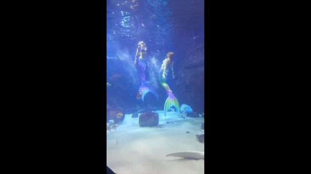 Буду жить на море, обязательно заведу русалок! смотреть онлайн