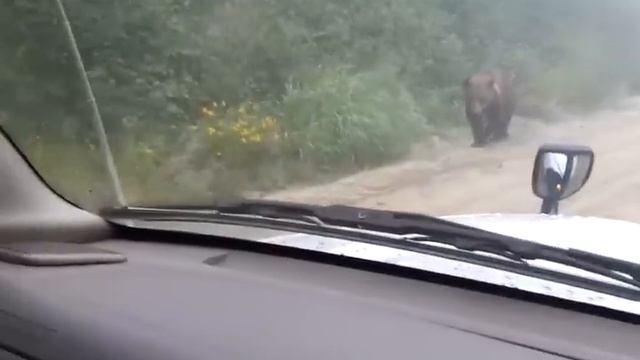 Медведь оторвал брызговик смотреть онлайн