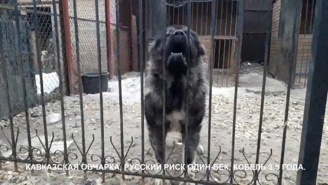 Питомник Кавказских овчарок www.r-risk.ru +7 926-220-56-03 Ягодкина Татьяна смотреть онлайн