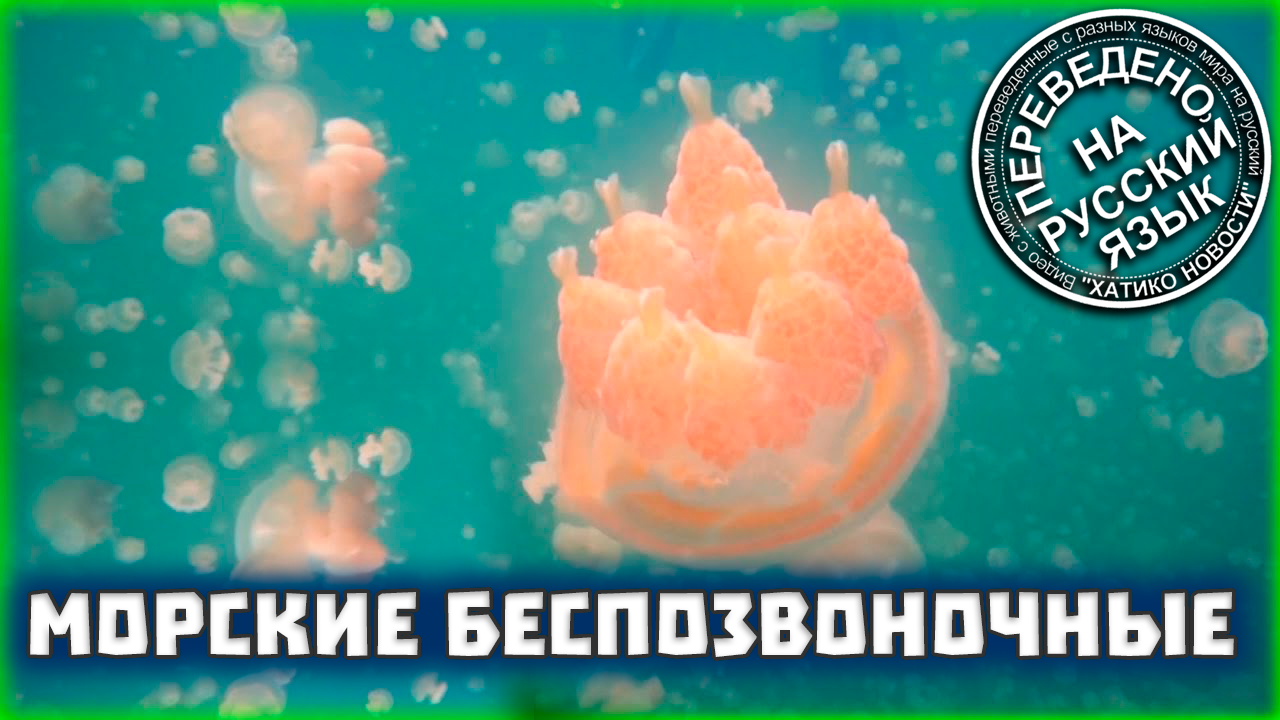 Морские беспозвоночные | Переведено на русский | Хатико Новости - 12 серия