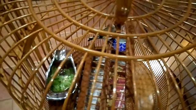 Приобрёл щегла часть 2 смотреть онлайн