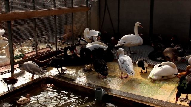 Питомник птиц. Водоплавающие птицы. смотреть онлайн