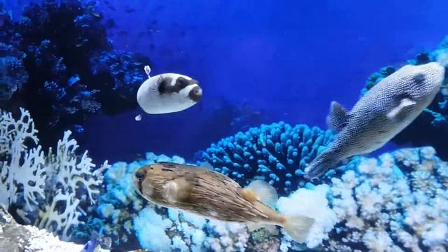 Иглобрюх морская рыба