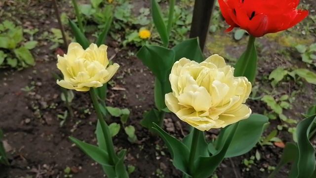 ТЮЛЬПАНЫ в моём САДУ??? смотреть онлайн