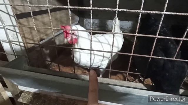 Пустила Ириску у Ваське ?, будет ли опять у Декалбов расклев ?? смотреть онлайн