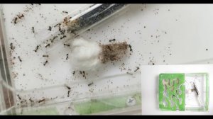 Заселение муравьев в муравьиную ферму. Самая подробная инструкция!