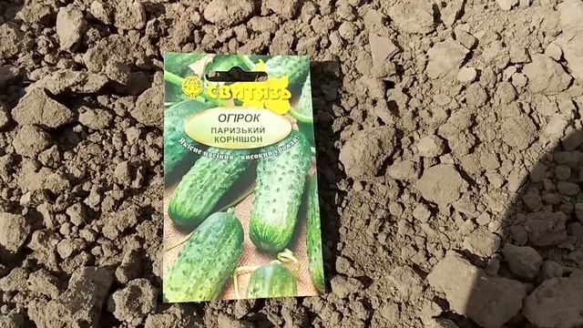 Сіємо огірки у відкритий грунт з кукурудзою. смотреть онлайн